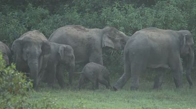 গভীর রাতে লুকালয়ে ঢুকে হাতির আক্রমণ, নারী নিহত