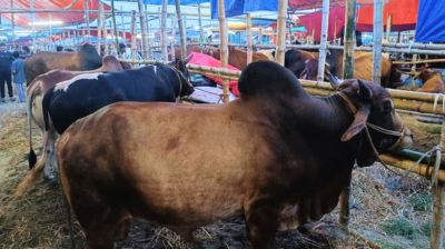 চামড়ার বাজার ঘুরে দাঁড়ানোর আশায় নারায়ণগঞ্জের ব্যবসায়ীরা