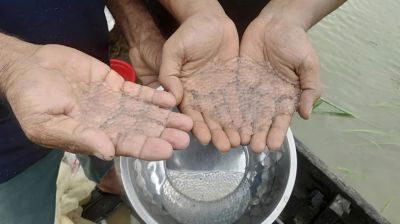 হালদায় ডিম ছেড়েছে মা মাছ, চলছে ডিম সংগ্রহের উৎসব