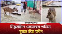 নিঝুমদ্বীপে জোয়ারের পানিতে ঘুরছে চিত্রা হরিণ