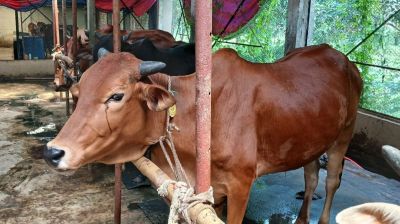 ফেনীর শতাধিক খামারি দুশ্চিন্তায়, ভারতীয় গরু বন্ধের দাবি