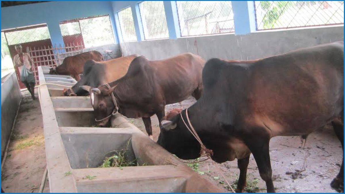 নীলফামারীতে এবার চাহিদার চেয়ে প্রায় ৬৬ হাজার পশু উদ্বৃত্ত