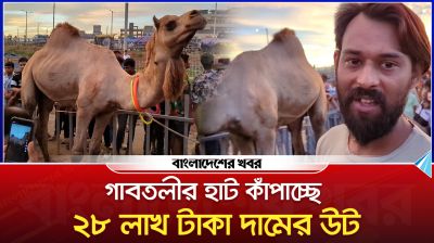 গাবতলীর হাট কাঁপাচ্ছে ২৮ লাখ টাকা দামের উট