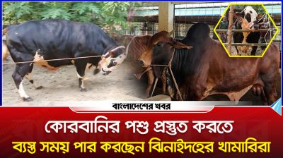 কোরবানির পশু নিয়ে ব্যস্ত সময় পার করছেন ঝিনাইদহের খামারিরা