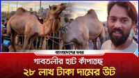 গাবতলীর হাট কাঁপাচ্ছে ২৮ লাখ টাকা দামের উট