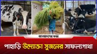 ৬টি গরু নিয়ে যাত্রা শুরু, সফল খামারি সুজনের গল্প