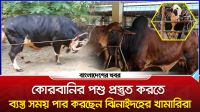 কোরবানির পশু নিয়ে ব্যস্ত সময় পার করছেন ঝিনাইদহের খামারিরা