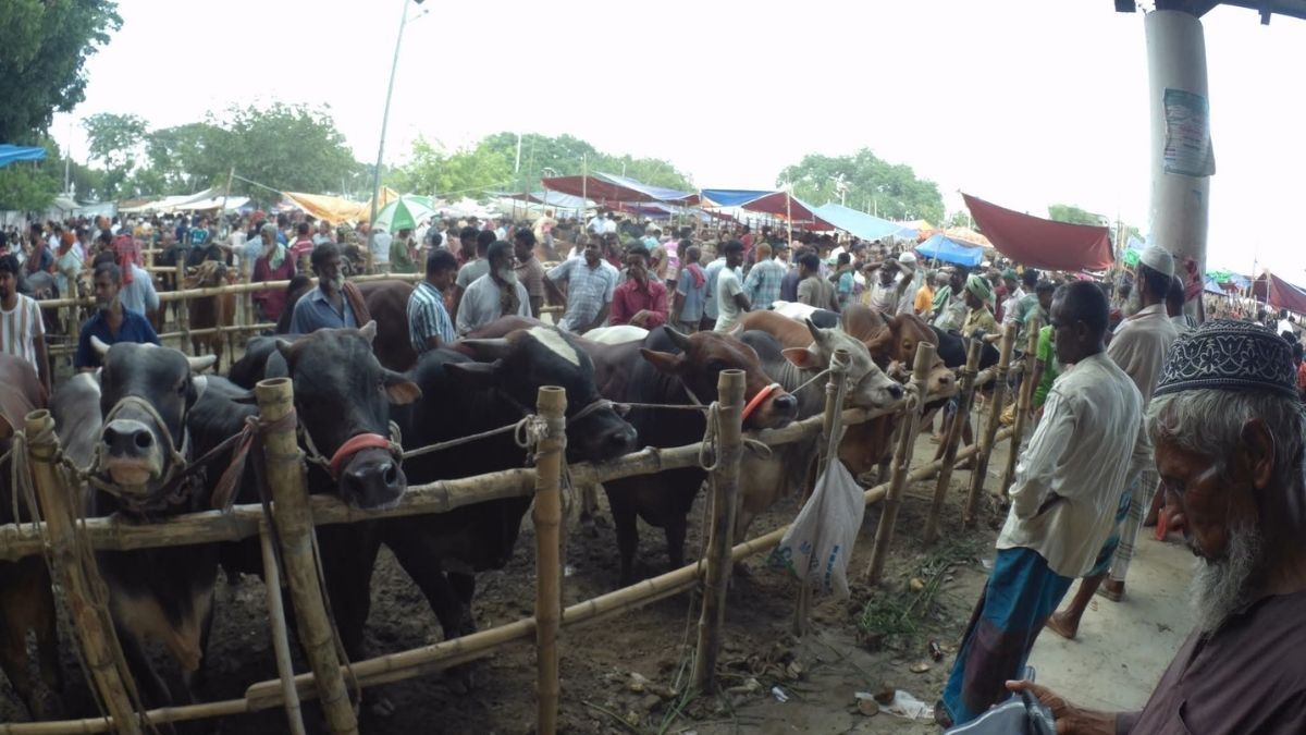 পাবনার চতুর হাটে সারি সারি গরু, নেই ক্রেতা
