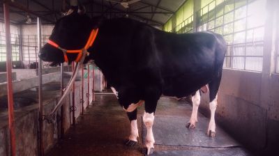 শ্রীপুর কাঁপাচ্ছে ৩০ মণের ‘ভাওয়াল রাজা’