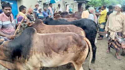 আত্রাইয়ে জমে উঠেছে কোরবানির পশুর হাট