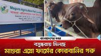বসুন্ধরায় মিলছে মাগুরা এগ্রো ফার্মের কোরবানির গরু