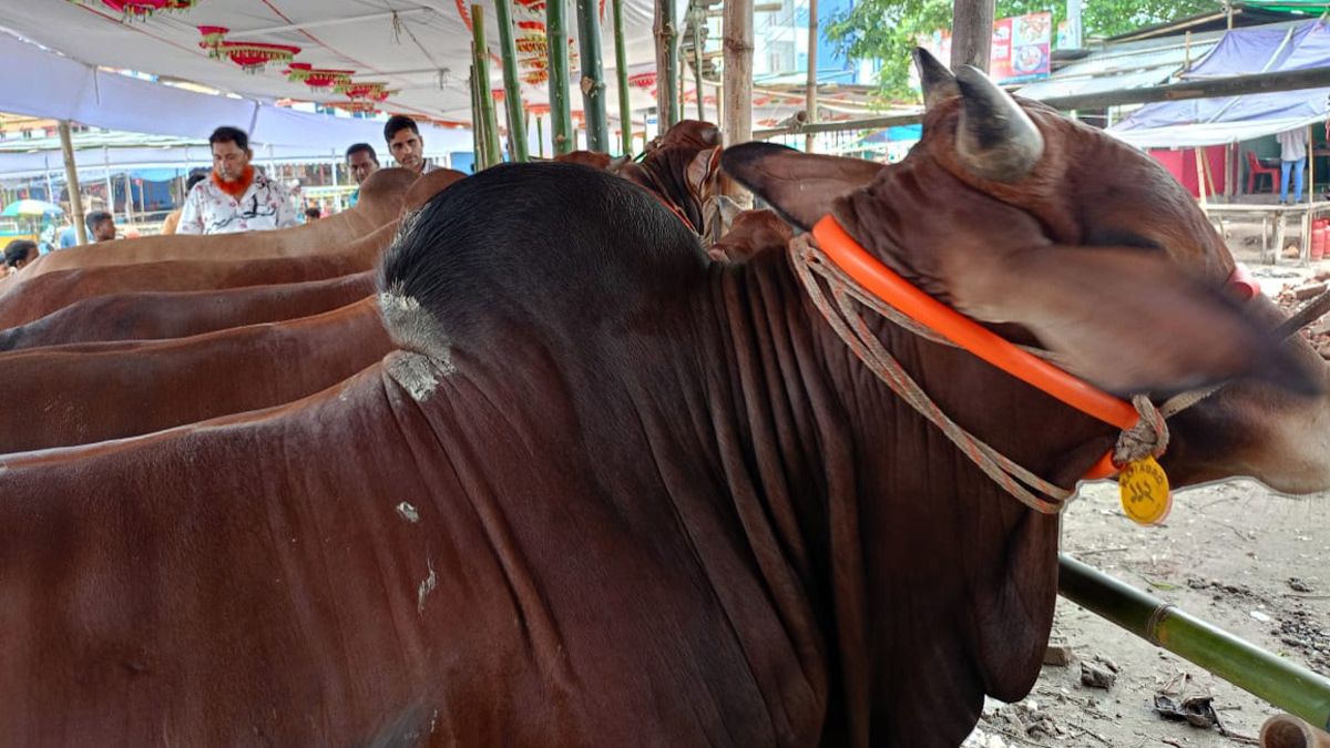 কুমিল্লায় ৪০১ হাটে ঈদের আমেজ, ‘মেসি-নেইমারের’ দাম ১০-১২ লাখ