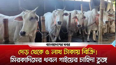 দেড় থেকে ৫ লাখ টাকায় বিক্রি! মিরকাদিমের ধবল গাইয়ের চাহিদা তুঙ্গে