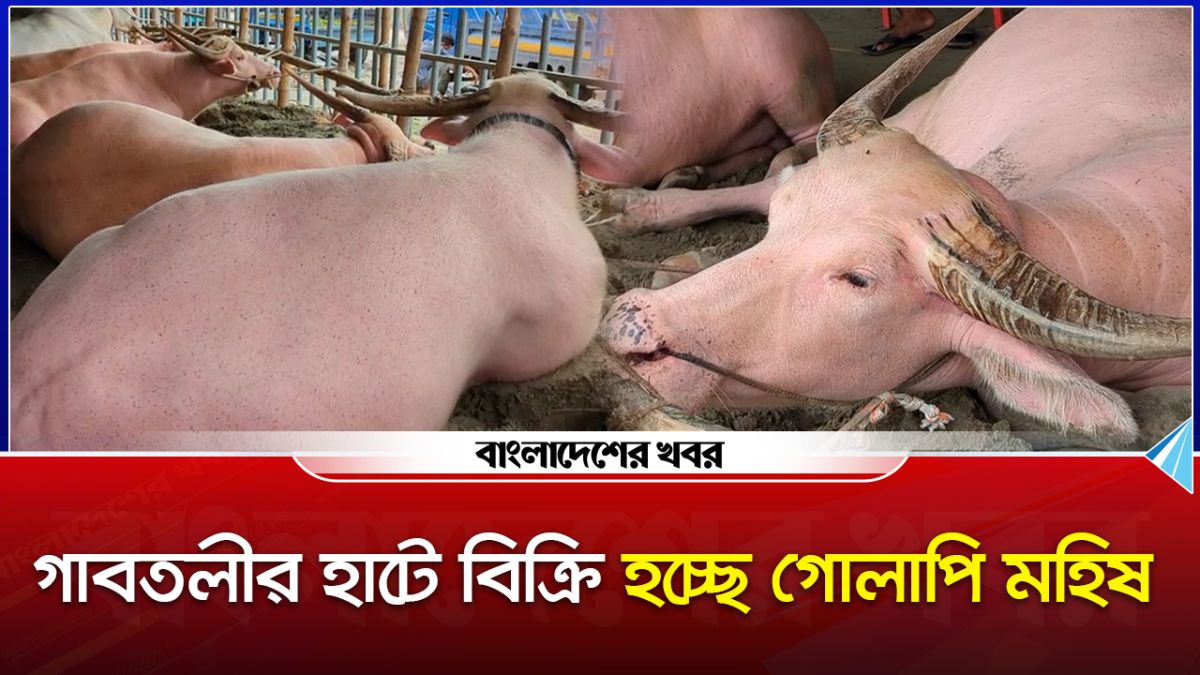 ব্যতিক্রম পশু উট ও গোলাপি মহিষ