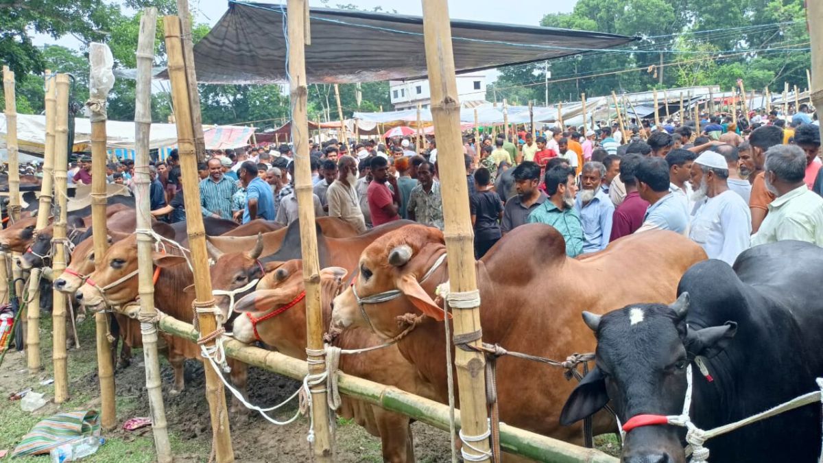 আলফাডাঙ্গায় শেষ মুহূর্তে জমে উঠেছে কোরবানির পশুর হাট