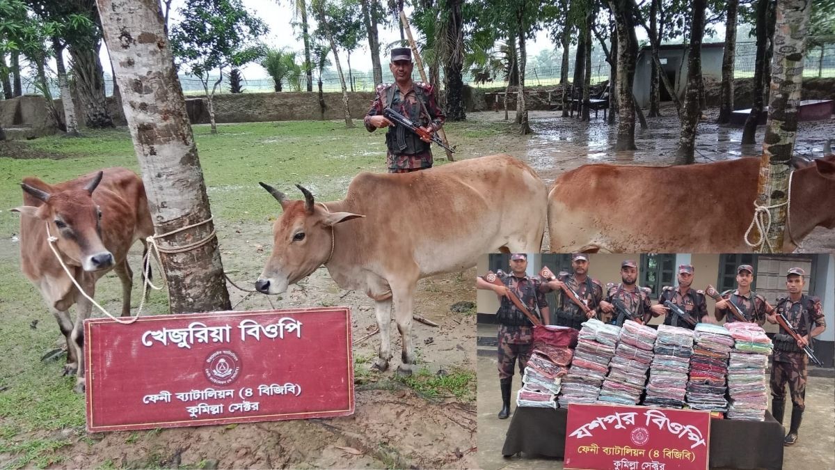 ফেনী সীমান্তে বিপুল পরিমাণ ভারতীয় কাপড়-গরু জব্দ