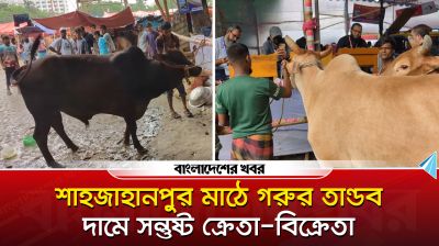শাহজাহানপুর মাঠে গরুর তান্ডব, দামে সন্তুষ্ট ক্রেতা বিক্রেতা