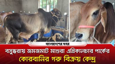 বসুন্ধরায় জমজমাট মাগুরা এগ্রিকালচার পার্কের গরু বিক্রয় কেন্দ্র
