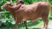কোরবানির জন্য জেলা ভেদে গরুর জাতভিত্তিক খ্যাতি ও বৈচিত্র্য