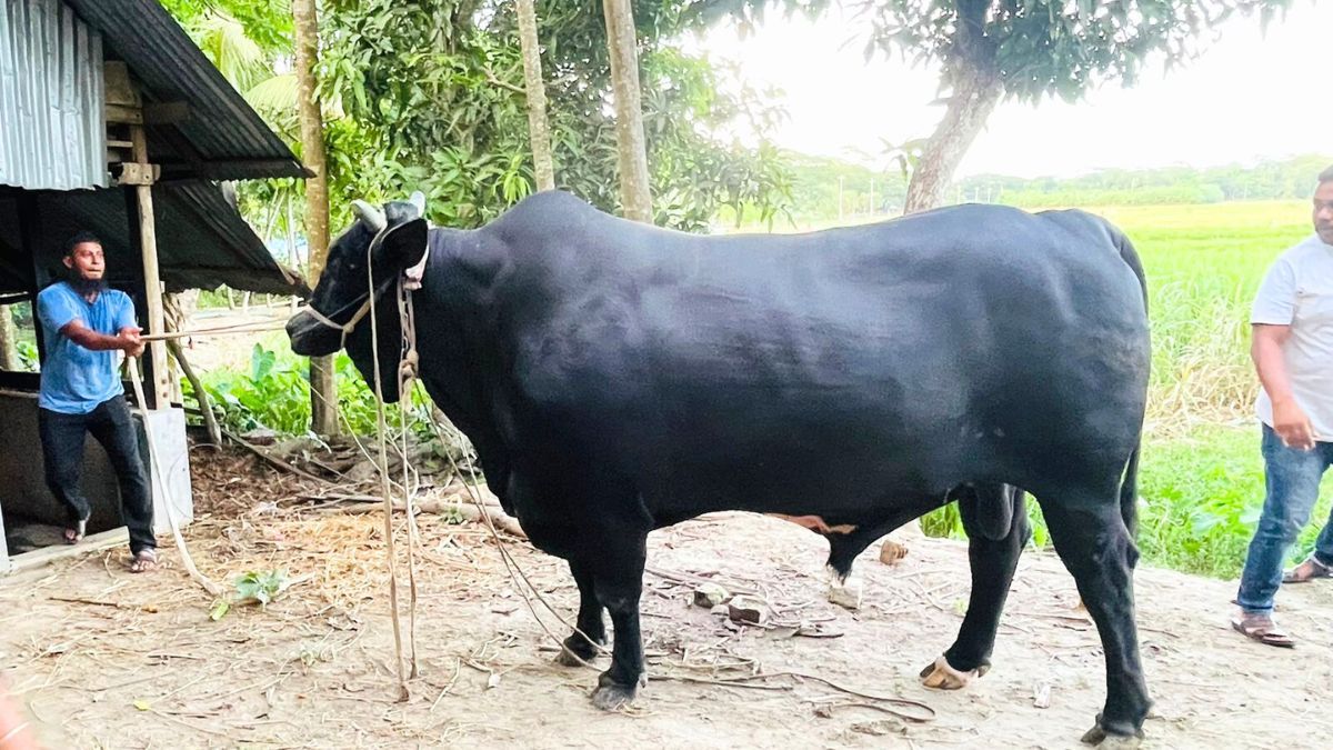 খালেদা জিয়াকে উপহার দিতে ‘কালো মানিক’ নিয়ে ঢাকার পথে কৃষক