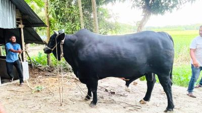 খালেদা জিয়াকে উপহার দিতে ‘কালো মানিক’ নিয়ে ঢাকার পথে কৃষক