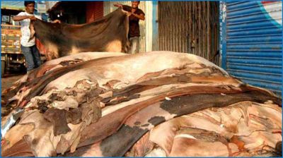 চামড়ার বাজারে হতাশা, ক্রেতা-বিক্রেতা কেউই খুশি নন