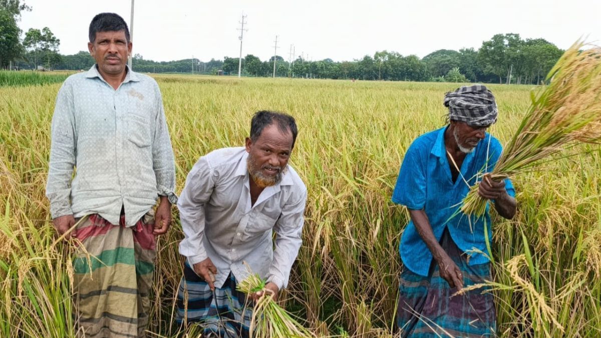 সিংগাইরে ১৫০০ টাকা মজুরিতেও মিলছে না শ্রমিক, দুশ্চিন্তায় কৃষক