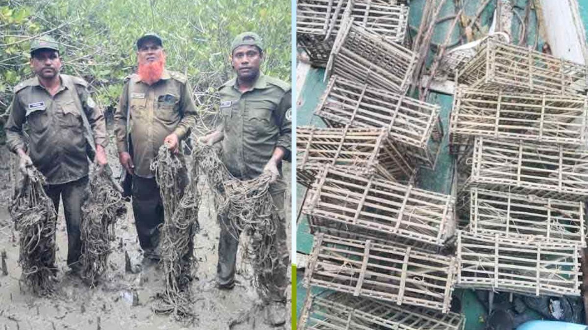 সুন্দরবনে হরিণ শিকারের ৬০০ ফাঁদ জব্দ