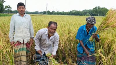 সিংগাইরে ১৫০০ টাকা মজুরিতেও মিলছে না শ্রমিক, দুশ্চিন্তায় কৃষক