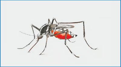 ২৪ ঘণ্টায় ডেঙ্গুতে আক্রান্ত ২৪৪