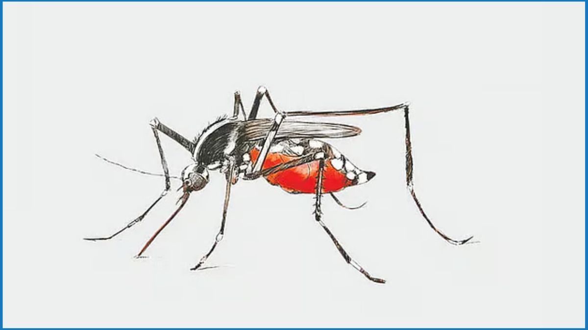 ২৪ ঘণ্টায় ডেঙ্গুতে আক্রান্ত ২৪৪