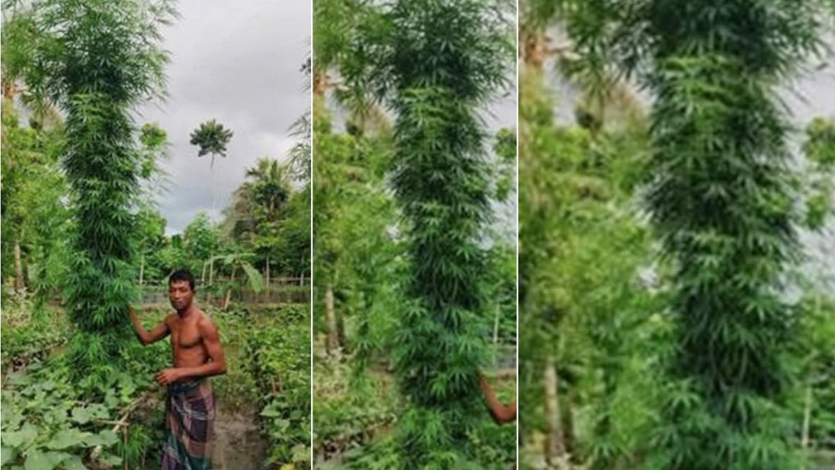 সাতক্ষীরায় বাড়ির আঙ্গিনায় অভিনব কায়দায় গাঁজা চাষ, গ্রেপ্তার ১