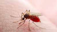 ডেঙ্গুতে আরও একজনের মৃত্যু, আক্রান্ত ৩২৯