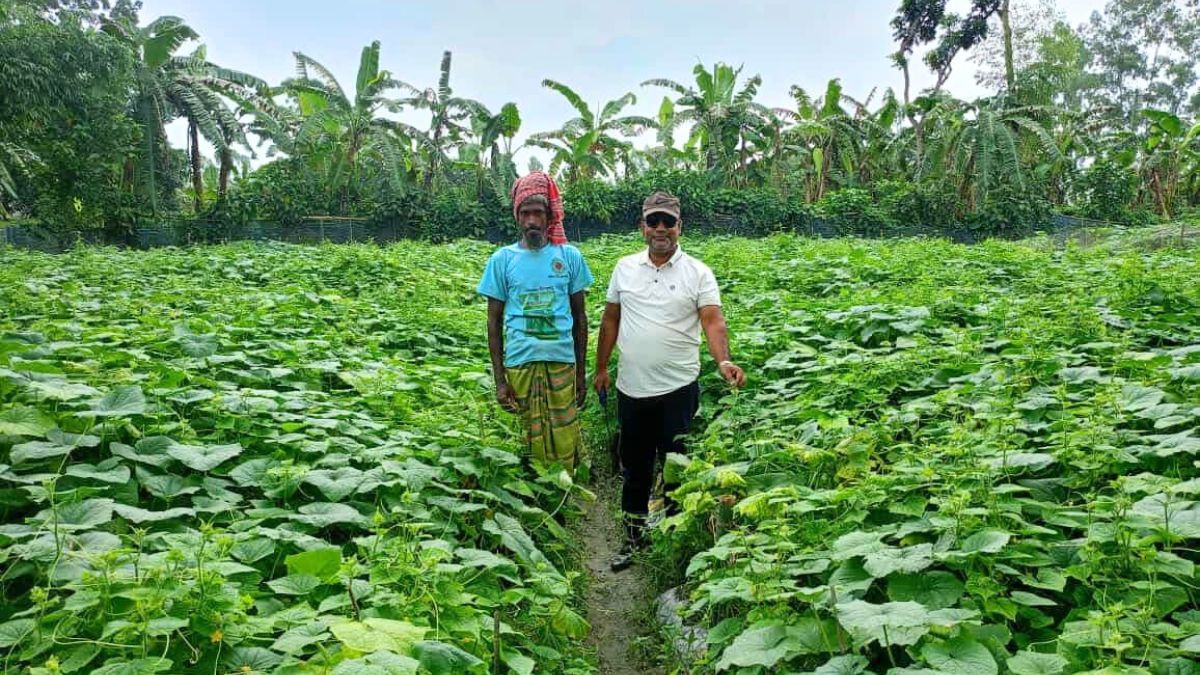 সবজি চাষে কৃষক মুন্নাফের ভাগ্যবদল