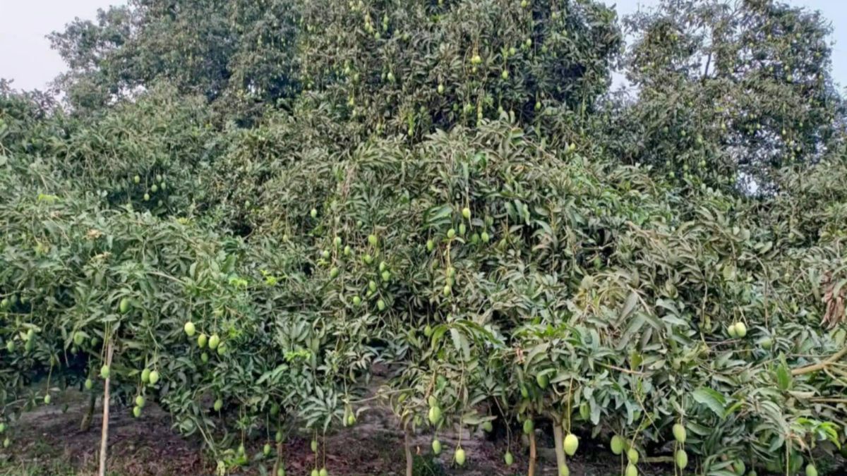 ২২২ বছরের সূর্যপুরী গাছে এবারও আমের ছড়াছড়ি