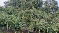 ২২২ বছরের সূর্যপুরী গাছে এবারও আমের ছড়াছড়ি