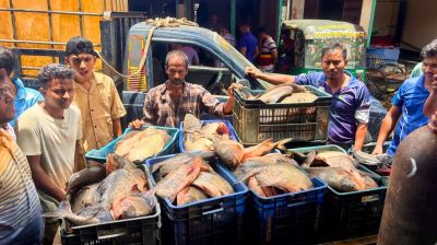 মৌলভীবাজারে ২৫৮ কেজি পিরানহা মাছ জব্দ, ব্যবসায়ীর এক বছরের কারাদণ্ড