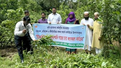 হরিরামপুরে পরিবেশবিধ্বংসী গাছের চারা ধ্বংস করলেন ইউএনও