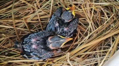 গাছ থেকে ময়না পাখির বাচ্চা আনতে গিয়ে বিদ্যুৎস্পৃষ্টে স্কুলছাত্রের মৃত্যু