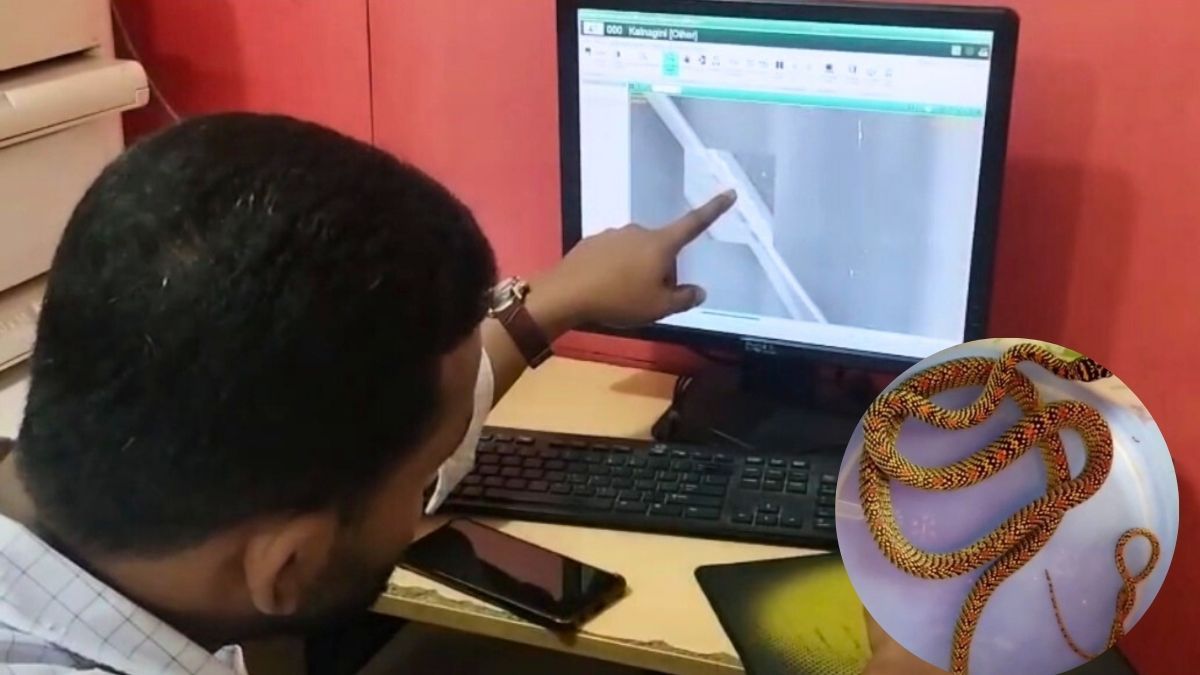 কলাপাড়ায় আহত সাপের এক্স-রে করল পরিবেশকর্মীরা