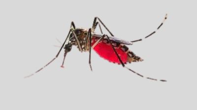 ২৪ ঘণ্টায় ডেঙ্গুতে মৃত্যু এক, আক্রান্ত ৩৯১