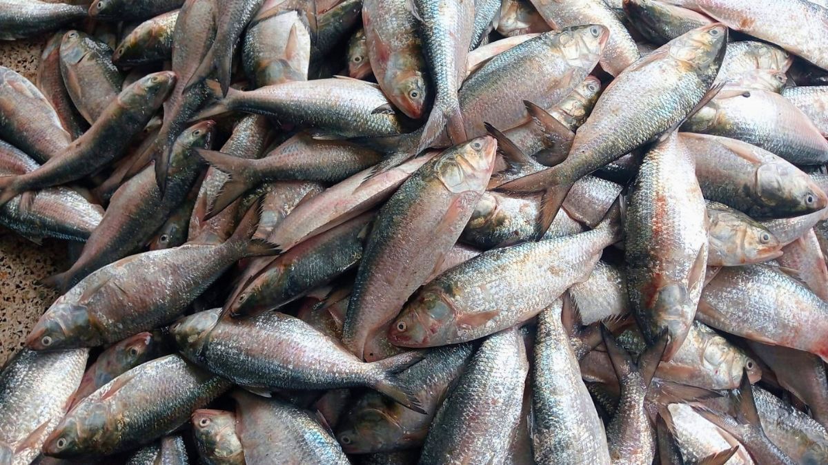 এক ট্রলারে ৬৫ মণ ইলিশ, বিক্রি হল ৪০ লাখে