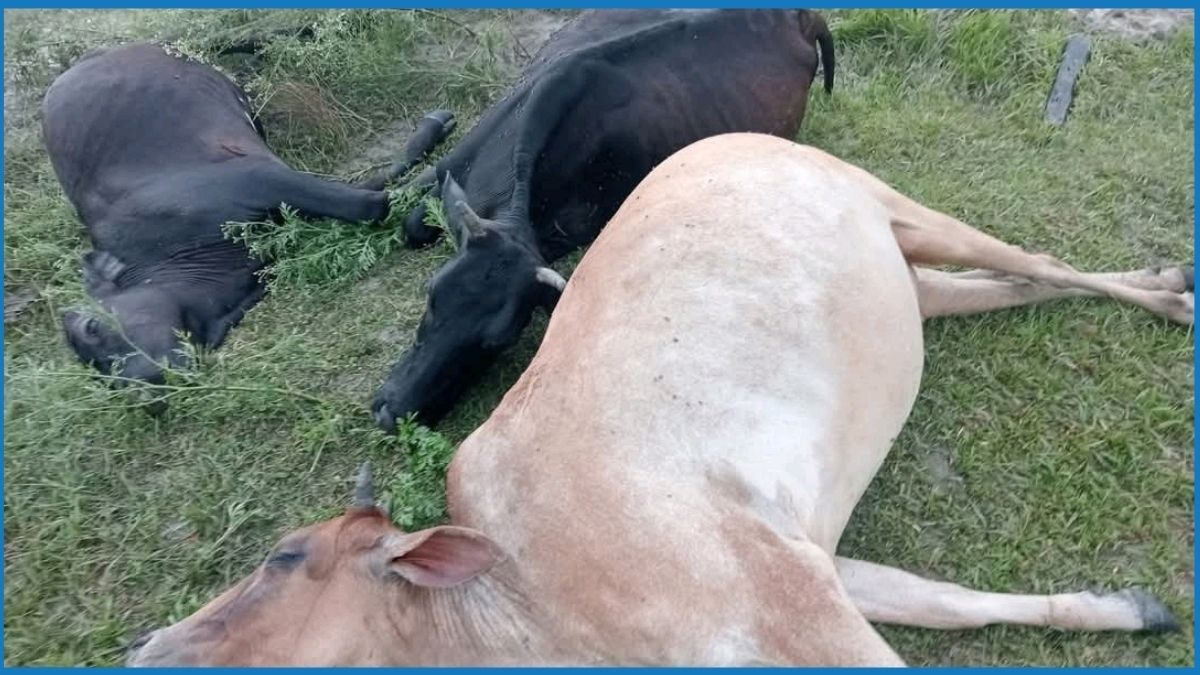 পাবনায় বজ্রপাতে ৪ গরুর মৃত্যু