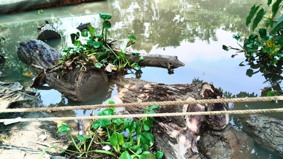 রাজাপুরে সরকারি গাছ কাটার অভিযোগে শ্রমিক দল নেতার বিরুদ্ধে মামলা