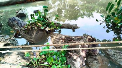 রাজাপুরে সরকারি গাছ কাটার অভিযোগে শ্রমিক দল নেতার বিরুদ্ধে মামলা