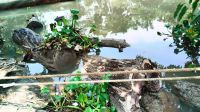 রাজাপুরে সরকারি গাছ কাটার অভিযোগে শ্রমিক দল নেতার বিরুদ্ধে মামলা