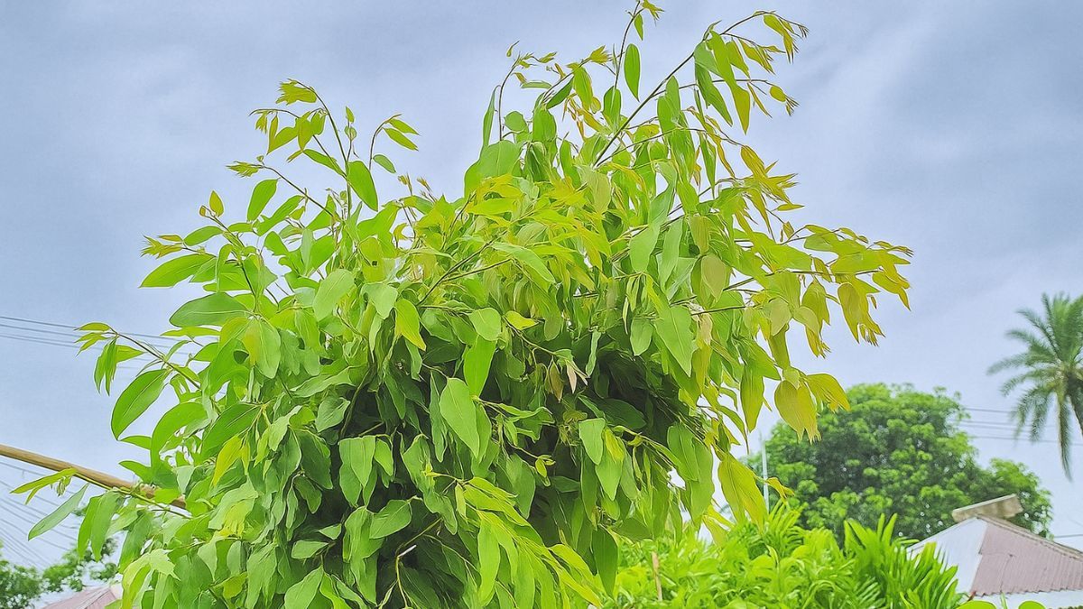 নিষিদ্ধ গাছের চারায় সয়লাব বাজার