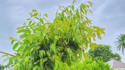নিষিদ্ধ গাছের চারায় সয়লাব বাজার