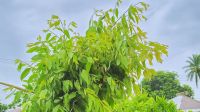 নিষিদ্ধ গাছের চারায় সয়লাব বাজার