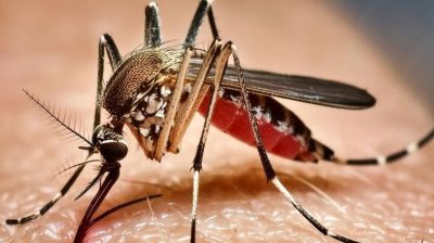 ২৪ ঘণ্টায় ডেঙ্গুতে মৃত্যু ১, আক্রান্ত ৩৯৪